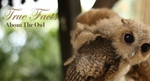Real_facts_owls